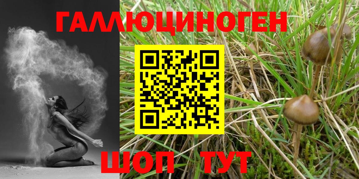 Псилоцибиновые грибы Cubensis  Вход с VPN  Нефтекумск  где найти   Псилоцибиновые грибы прущие грибы 